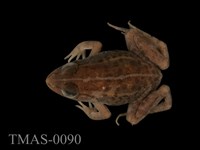Dark-spotted frog Collection Image, Figure 1, Total 13 Figures